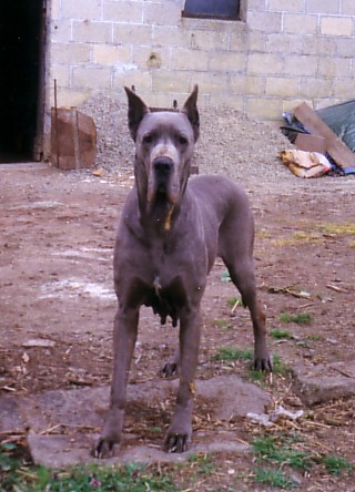 CH. Gandhy De la Foret de Kaysersberg