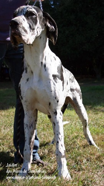 JaÏdim des Alans de sire Tobias