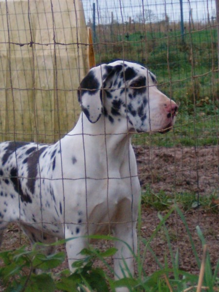 Brittany (Sans Affixe)