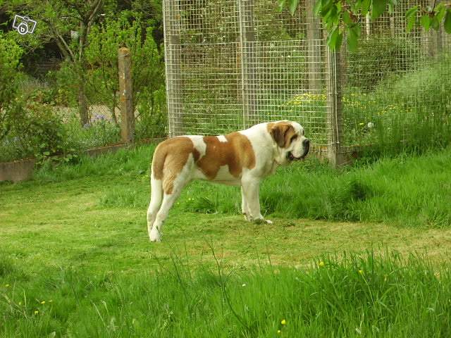 Cherokee de la Boutinais