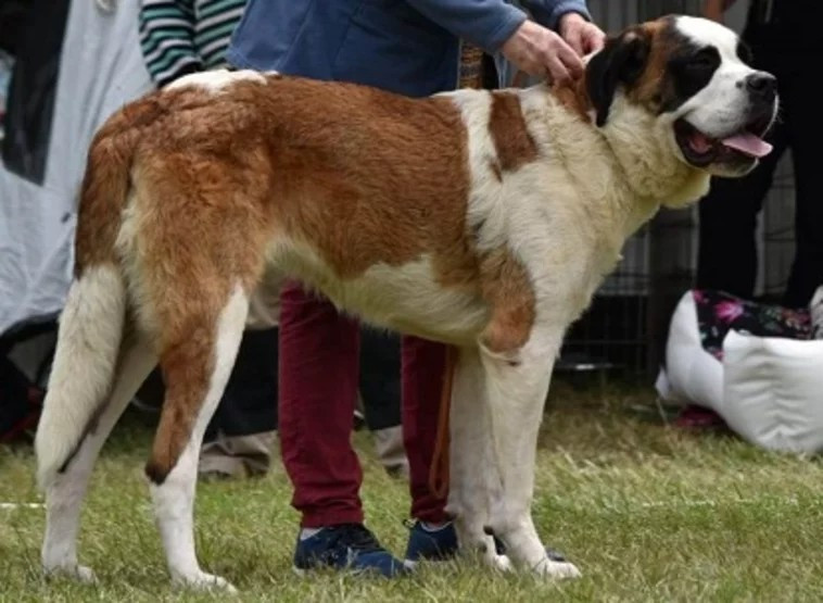 Tamaterai o sanjah elfov du songe des elfes