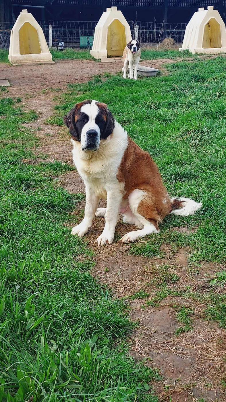 Aragon de la Boutinais