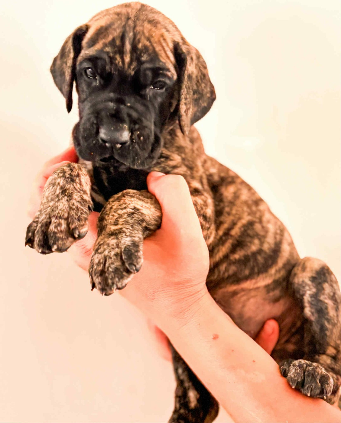 YANGRA BARAUD ALEKSY