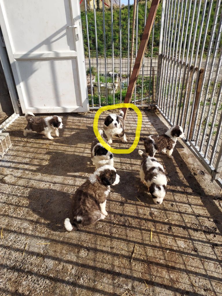 de la Boutinais - Chiots disponibles - Chien du Saint-Bernard