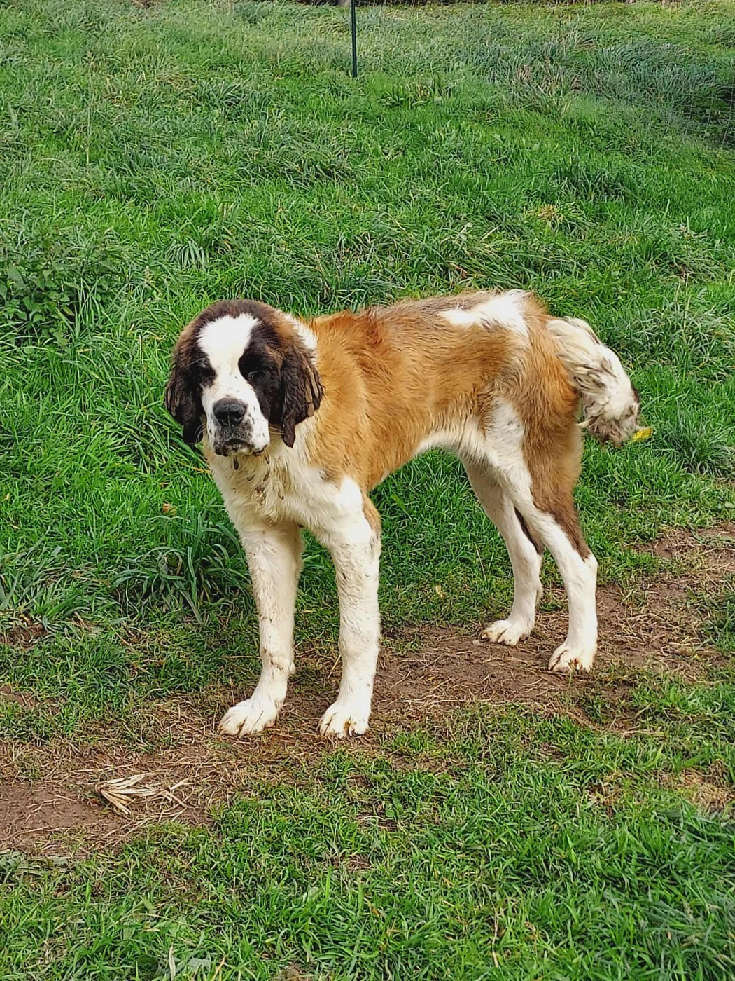 de la Boutinais - Chiots disponibles - Chien du Saint-Bernard