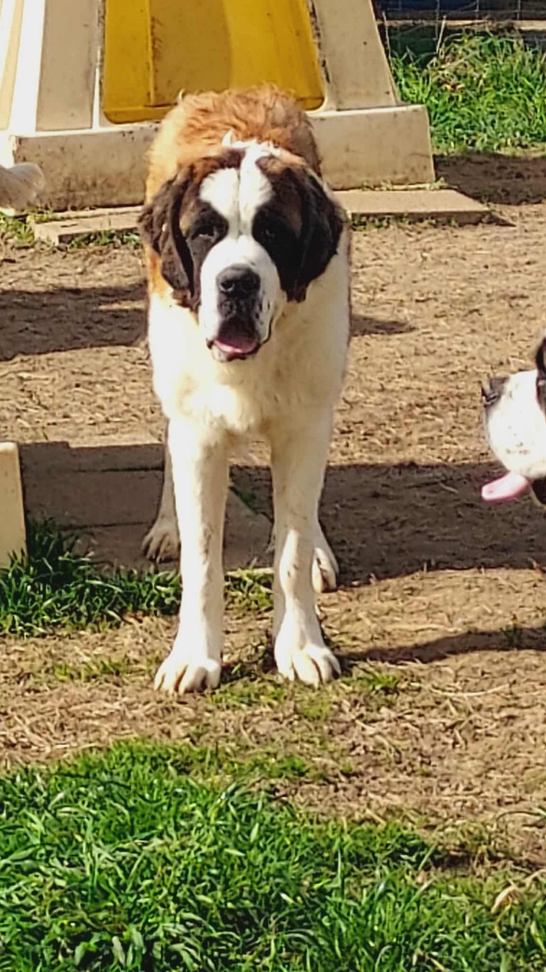 de la Boutinais - Chiots disponibles - Chien du Saint-Bernard