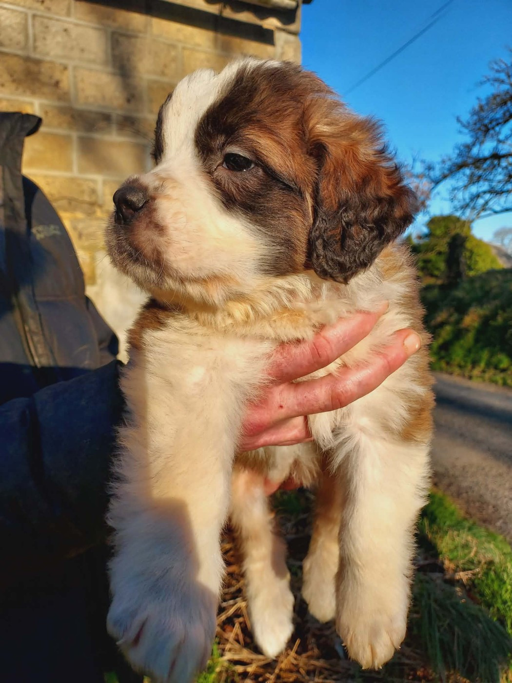 de la Boutinais - Chiots disponibles - Chien du Saint-Bernard