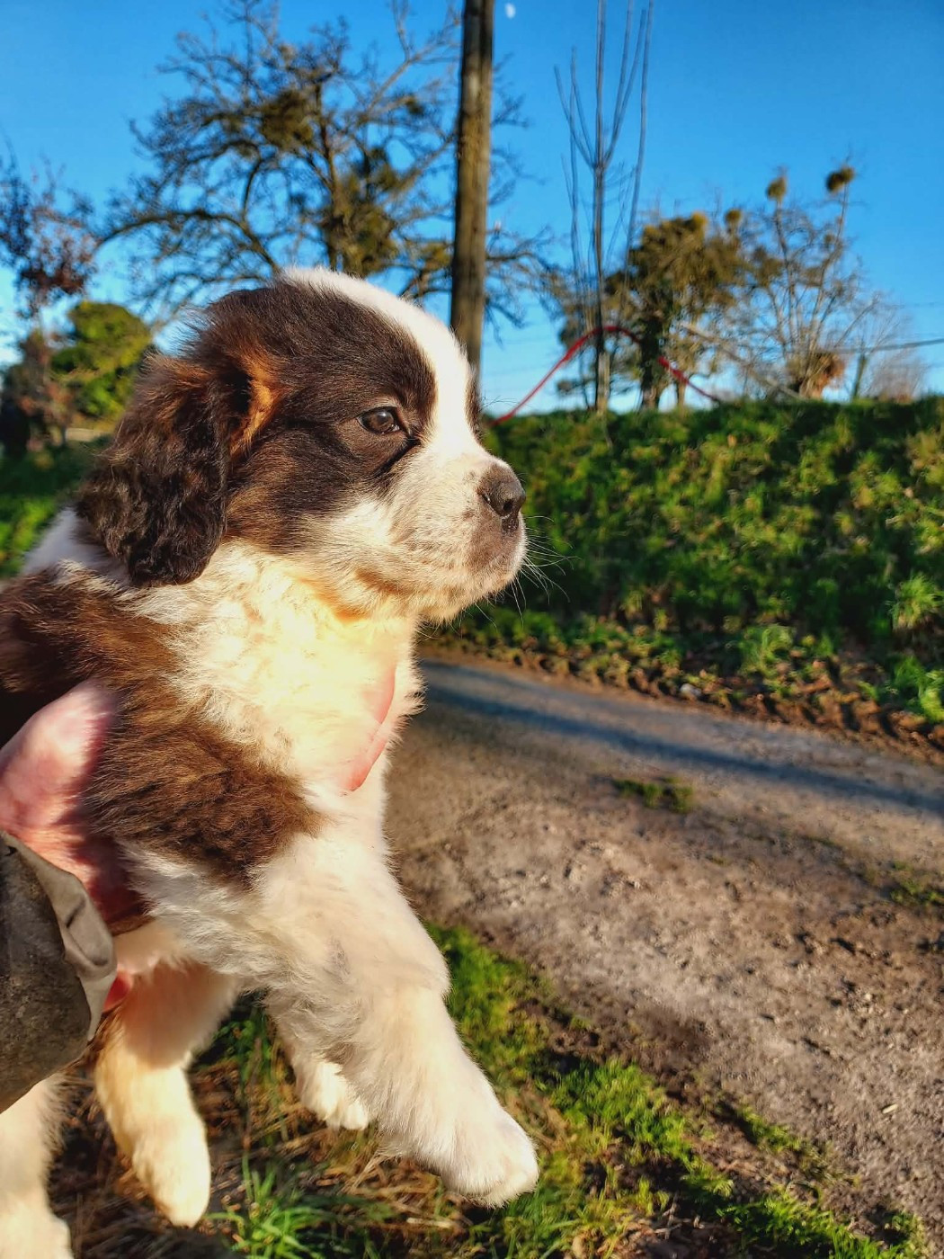 de la Boutinais - Chiots disponibles - Chien du Saint-Bernard