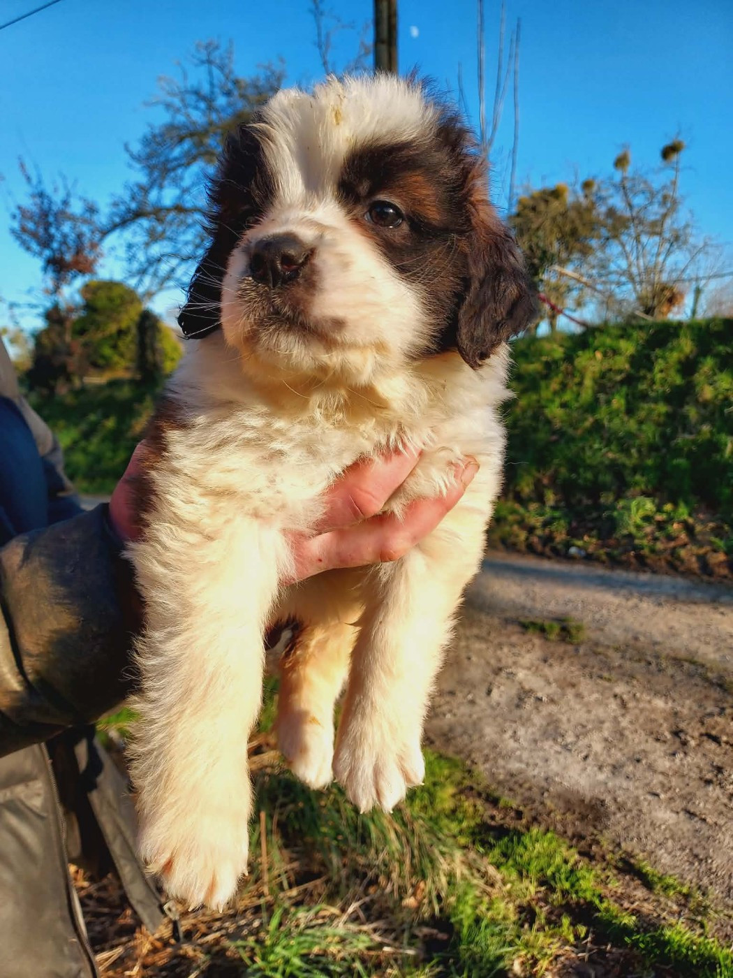 de la Boutinais - Chiots disponibles - Chien du Saint-Bernard