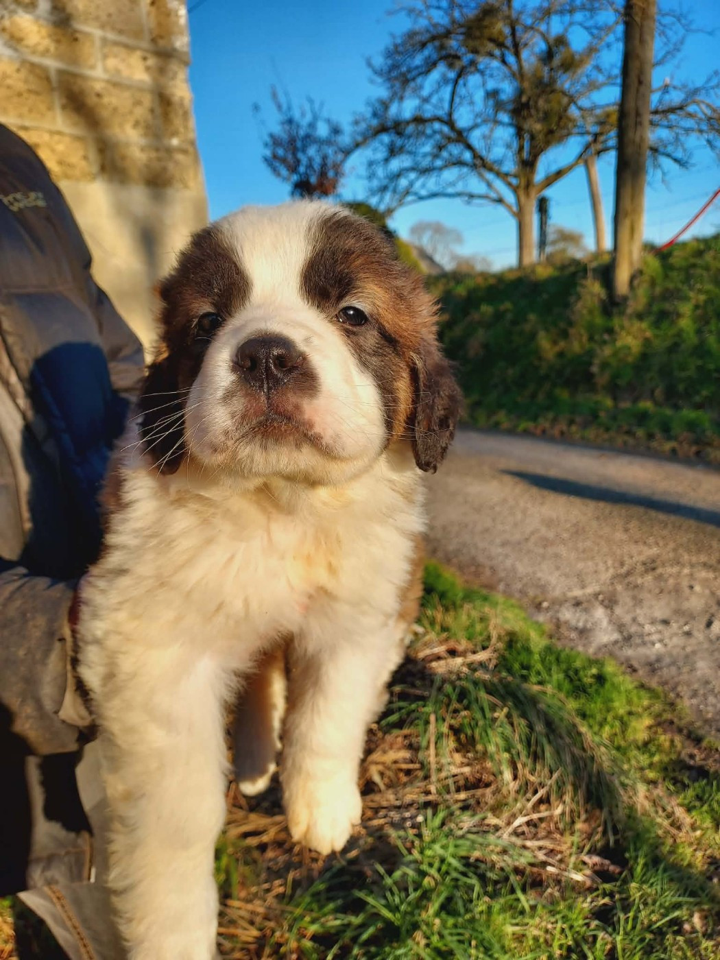 de la Boutinais - Chiots disponibles - Chien du Saint-Bernard
