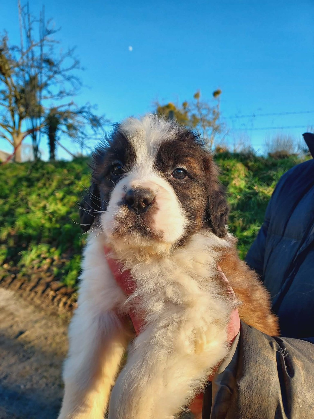 de la Boutinais - Chiots disponibles - Chien du Saint-Bernard