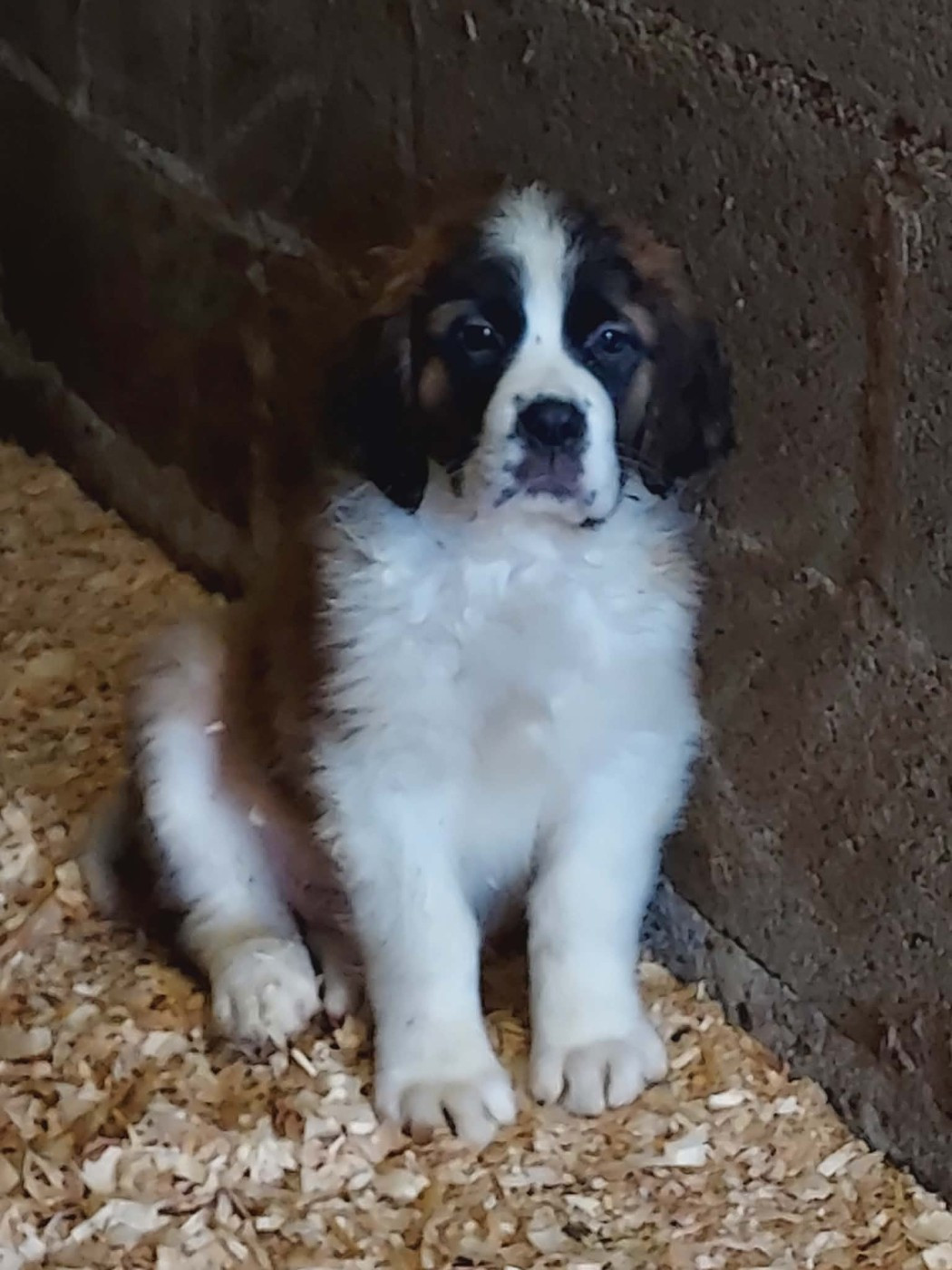 de la Boutinais - Chiots disponibles - Chien du Saint-Bernard