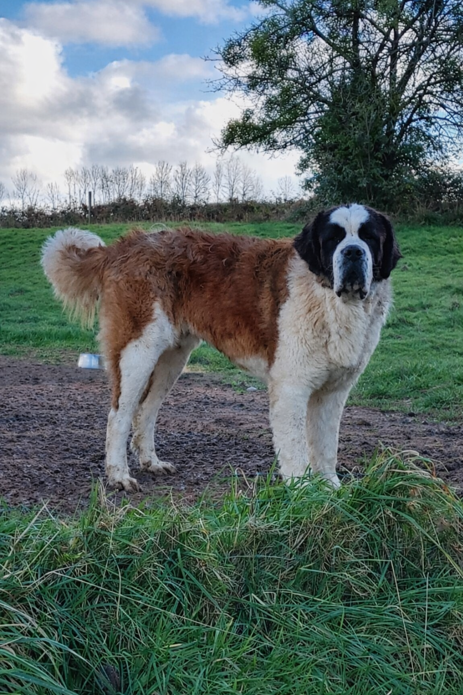 de la Boutinais - Chiots disponibles - Chien du Saint-Bernard