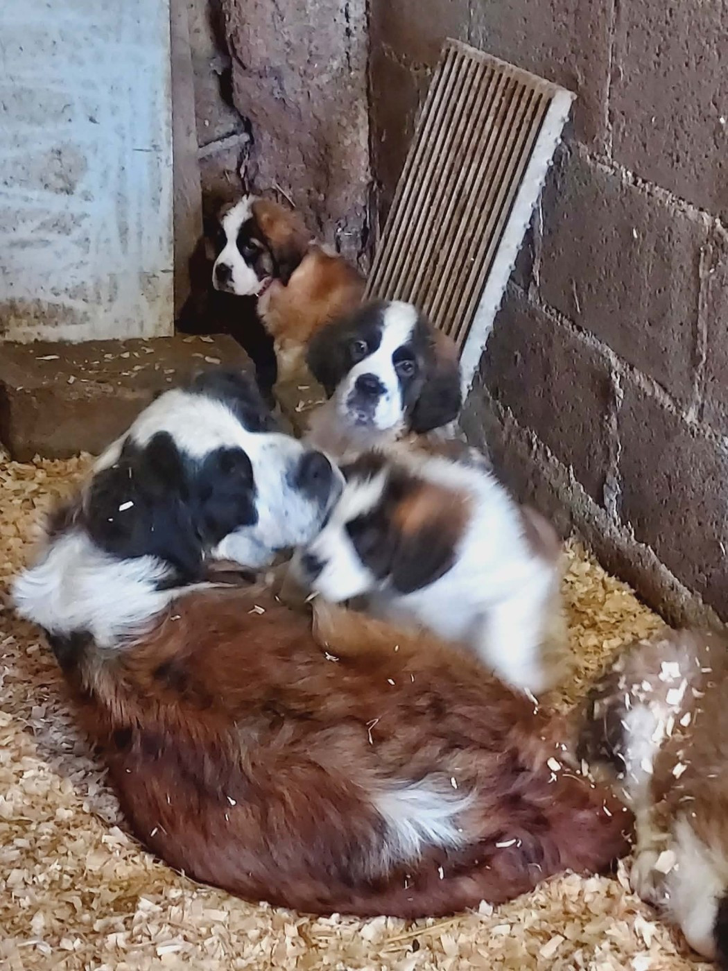 de la Boutinais - Chien du Saint-Bernard - Portée née le 11/12/2025