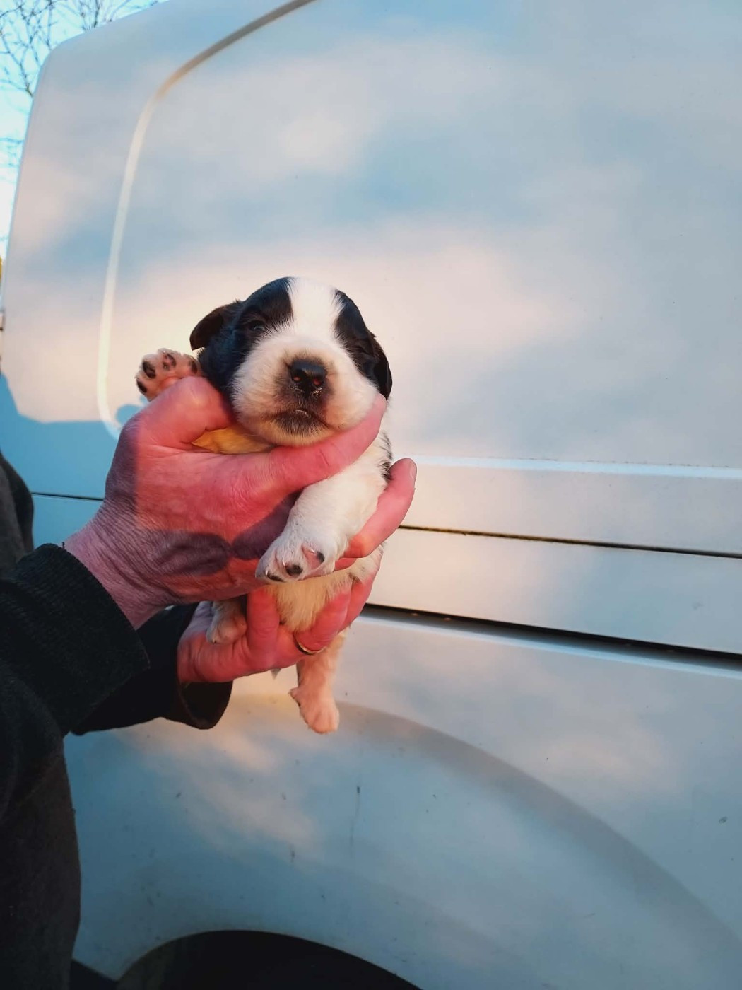 de la Boutinais - Chiots disponibles - Chien du Saint-Bernard