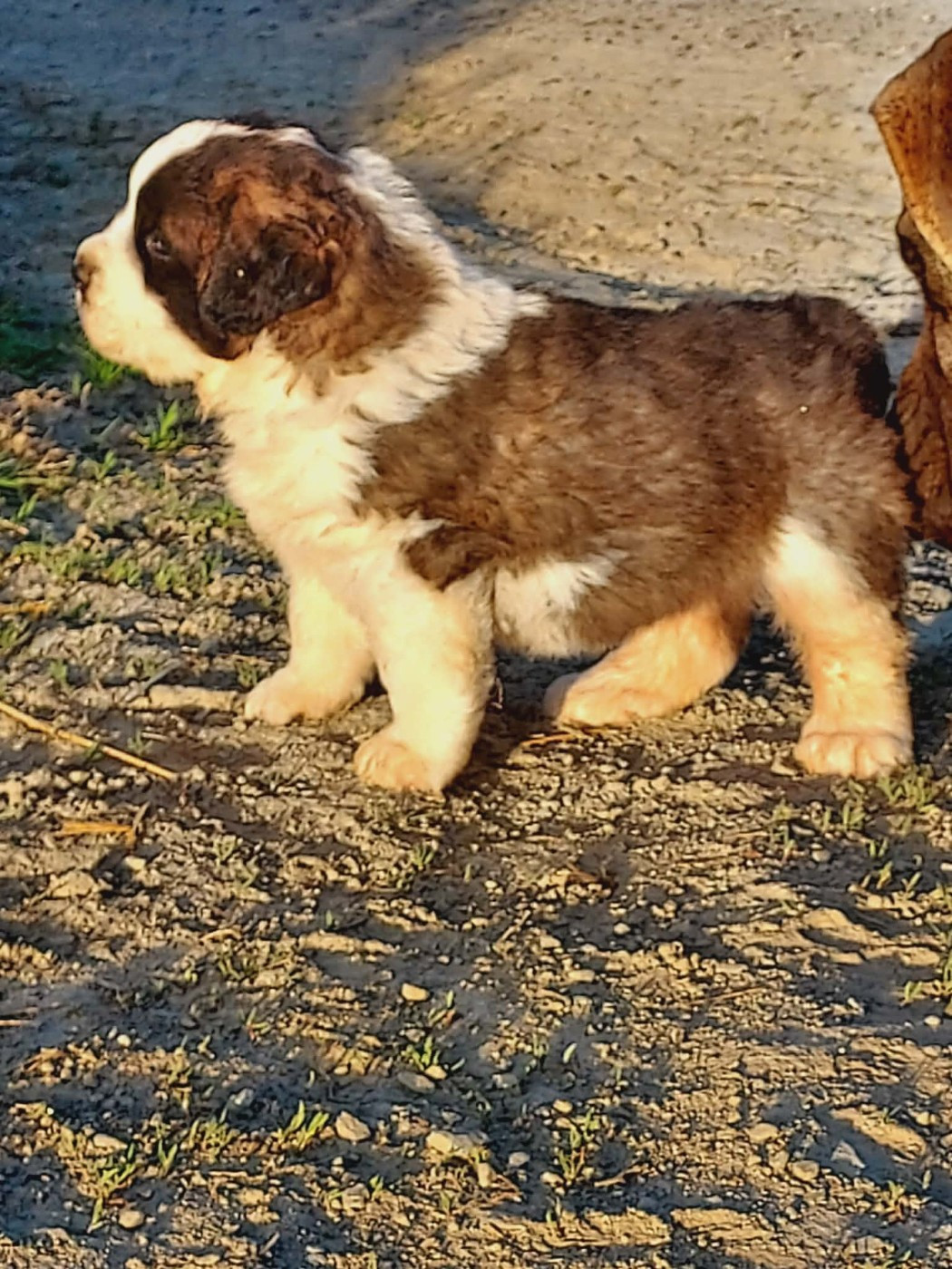 de la Boutinais - Chiots disponibles - Chien du Saint-Bernard