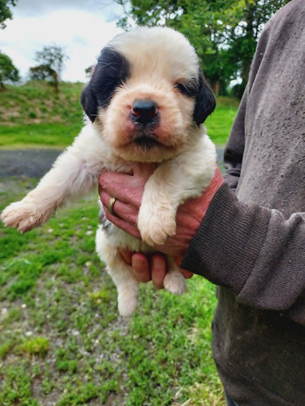 de la Boutinais - Chiots disponibles - Chien du Saint-Bernard