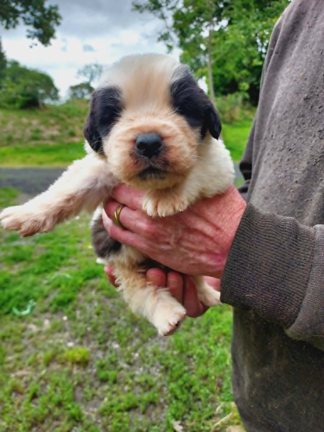 de la Boutinais - Chiots disponibles - Chien du Saint-Bernard