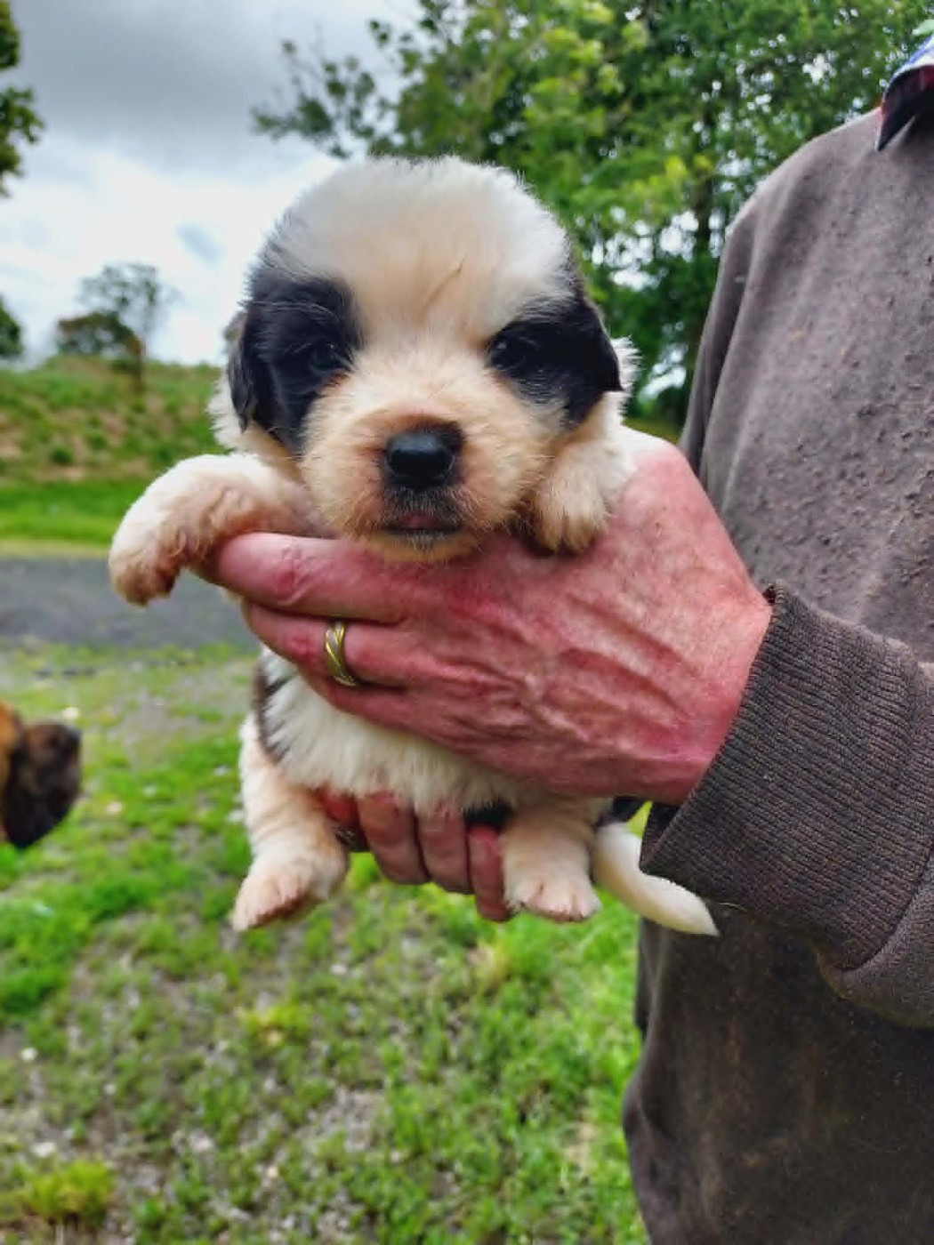 de la Boutinais - Chiots disponibles - Chien du Saint-Bernard