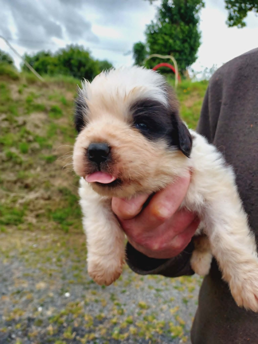 de la Boutinais - Chiots disponibles - Chien du Saint-Bernard