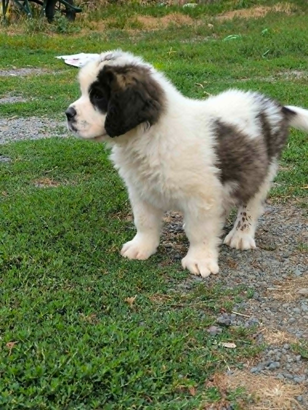 de la Boutinais - Chiots disponibles - Chien du Saint-Bernard