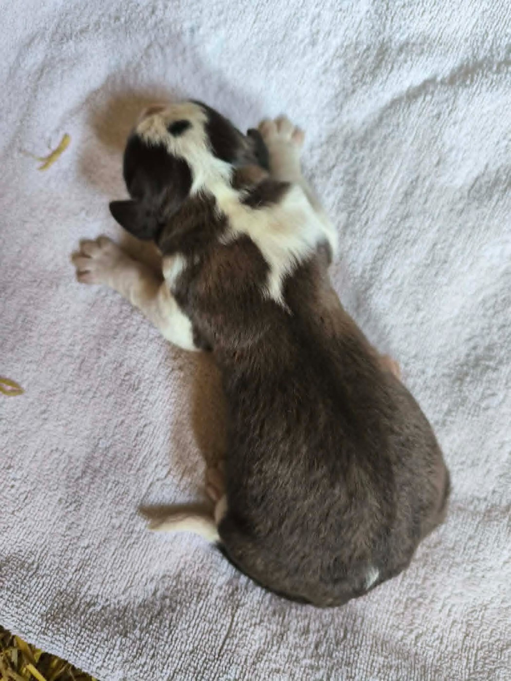 de la Boutinais - Chiots disponibles - Chien du Saint-Bernard