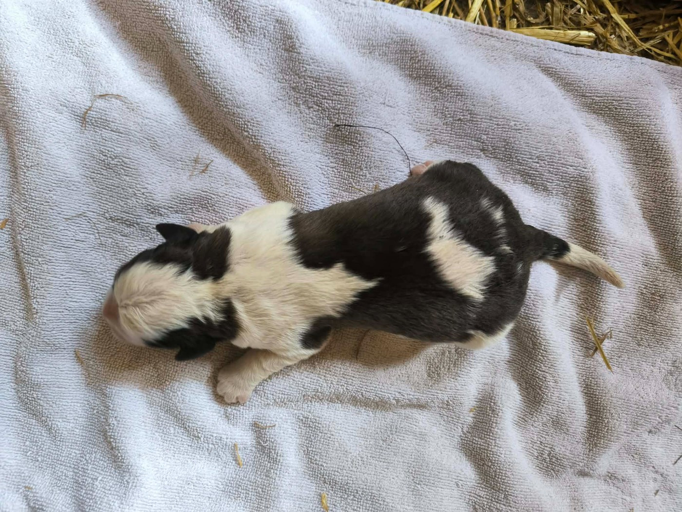 de la Boutinais - Chiots disponibles - Chien du Saint-Bernard