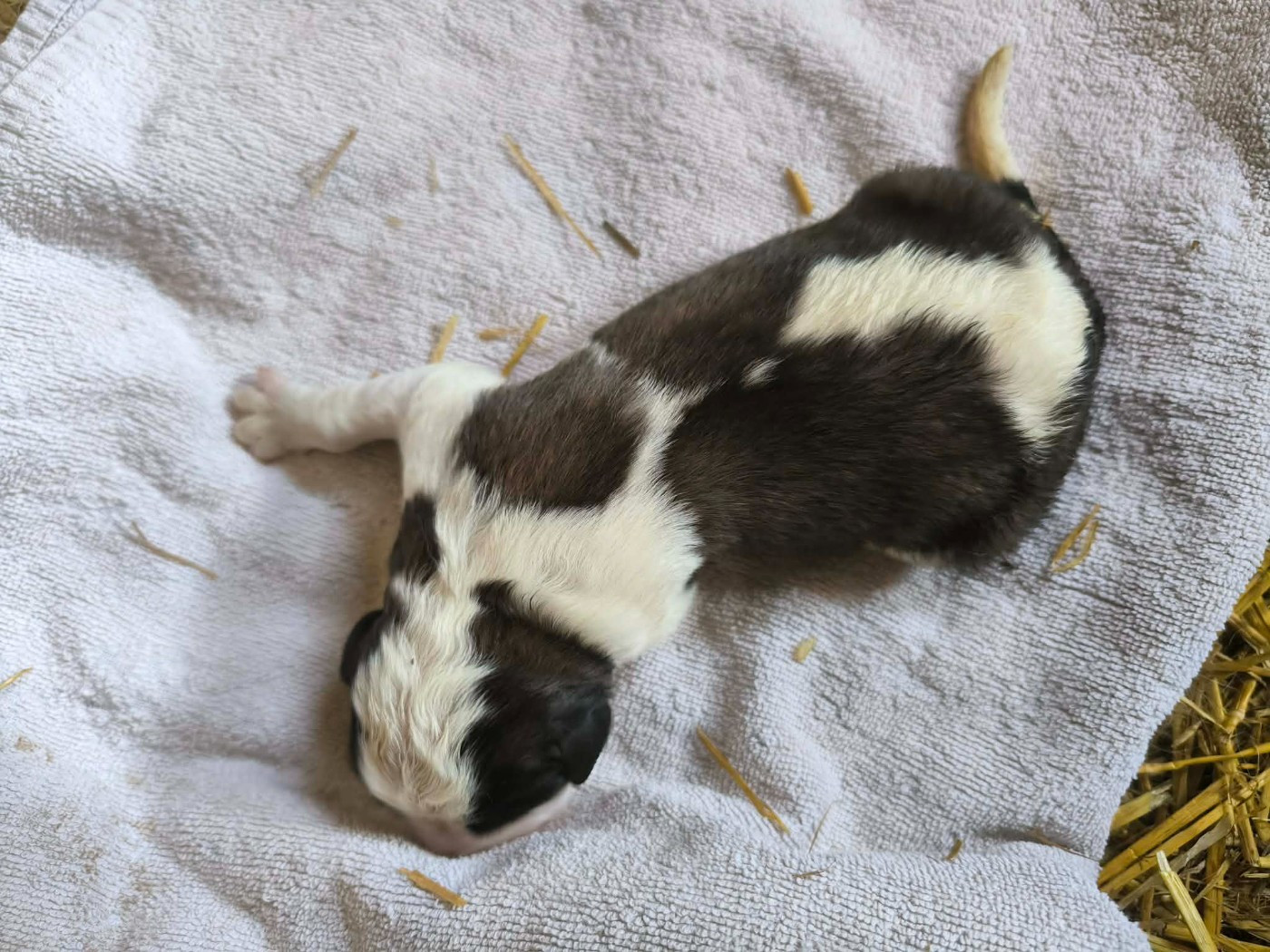 de la Boutinais - Chiots disponibles - Chien du Saint-Bernard