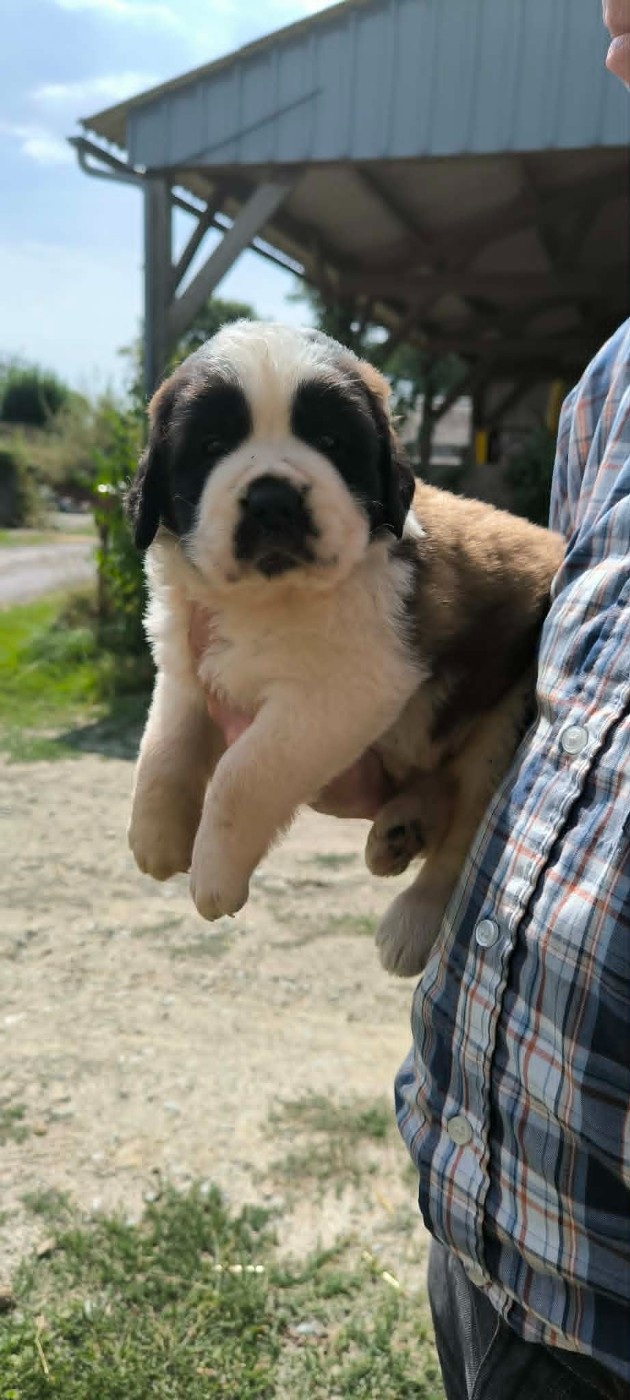de la Boutinais - Chiots disponibles - Chien du Saint-Bernard