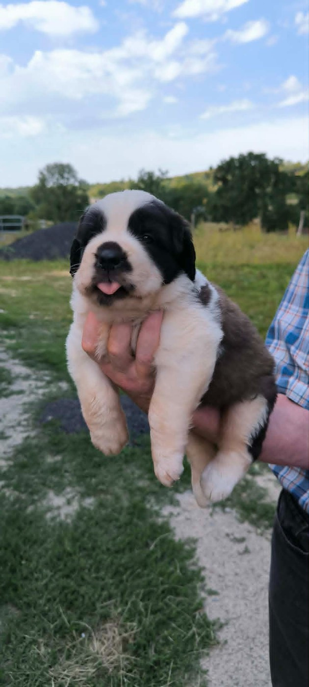 de la Boutinais - Chiots disponibles - Chien du Saint-Bernard