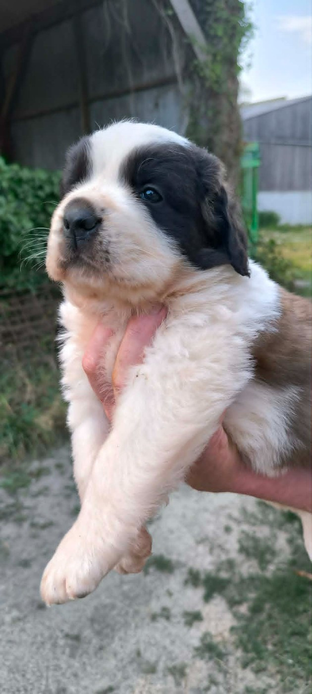 de la Boutinais - Chiots disponibles - Chien du Saint-Bernard