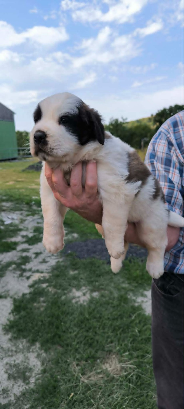 de la Boutinais - Chiots disponibles - Chien du Saint-Bernard
