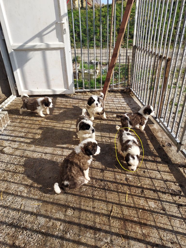 de la Boutinais - Chiots disponibles - Chien du Saint-Bernard