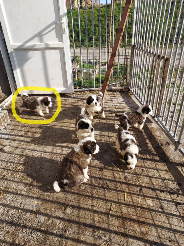 de la Boutinais - Chiots disponibles - Chien du Saint-Bernard