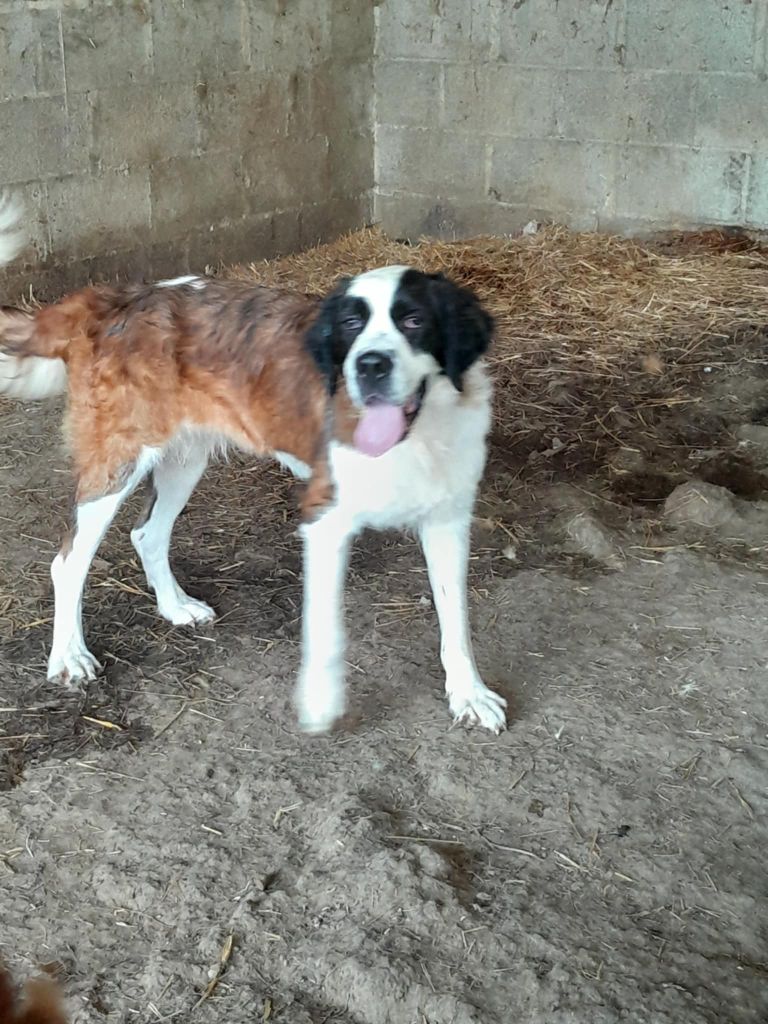 de la Boutinais - Chiots disponibles - Chien du Saint-Bernard