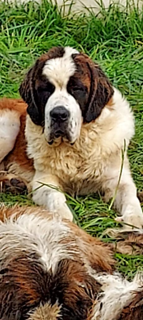 de la Boutinais - Chiots disponibles - Chien du Saint-Bernard