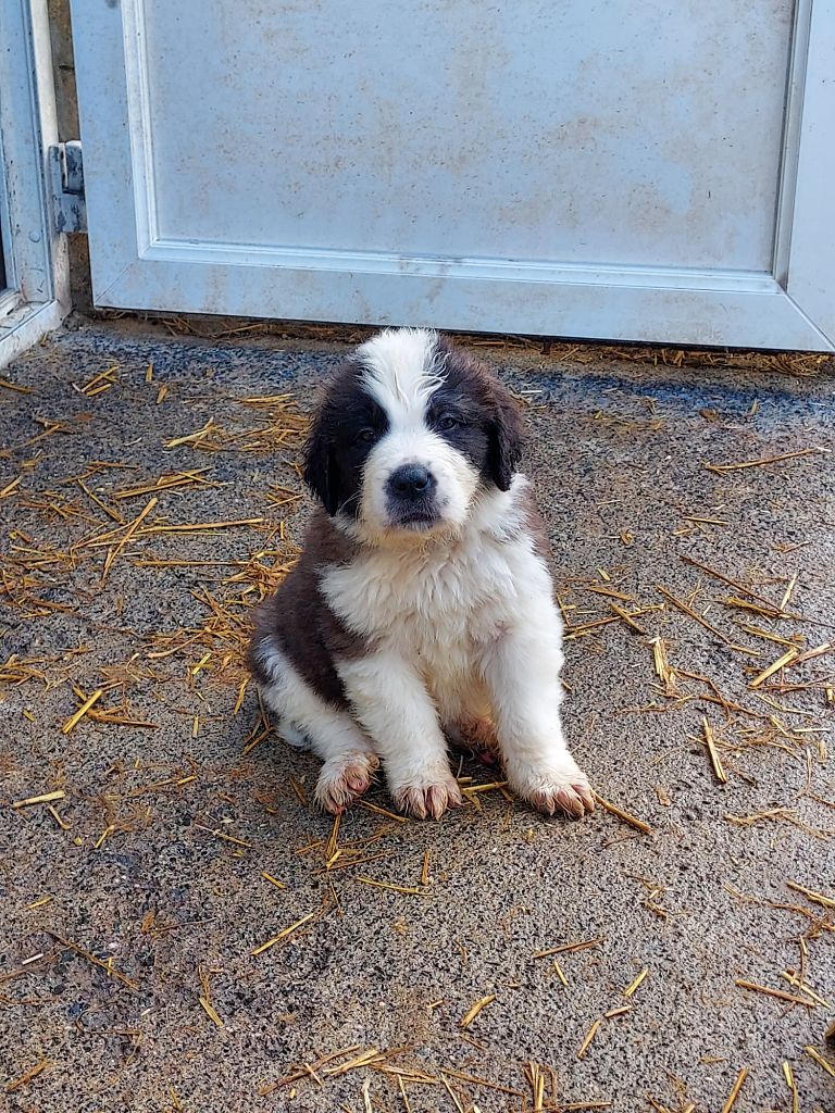 de la Boutinais - Chiots disponibles - Chien du Saint-Bernard