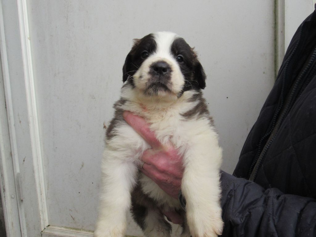 de la Boutinais - Chien du Saint-Bernard - Portée née le 30/10/2023