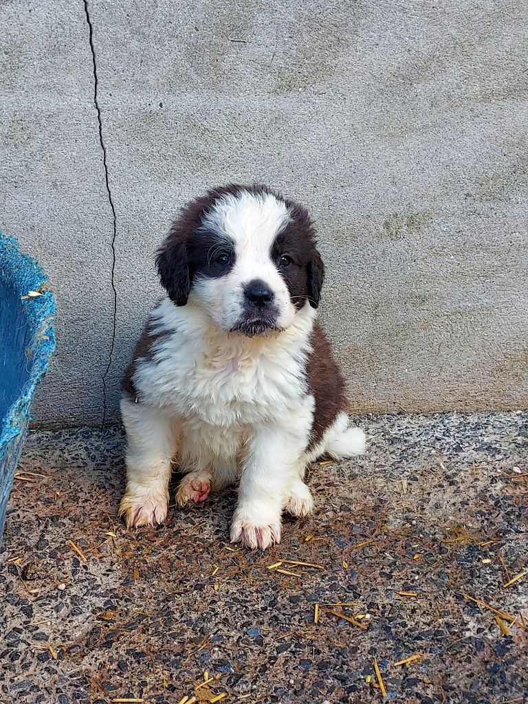 de la Boutinais - Chiots disponibles - Chien du Saint-Bernard
