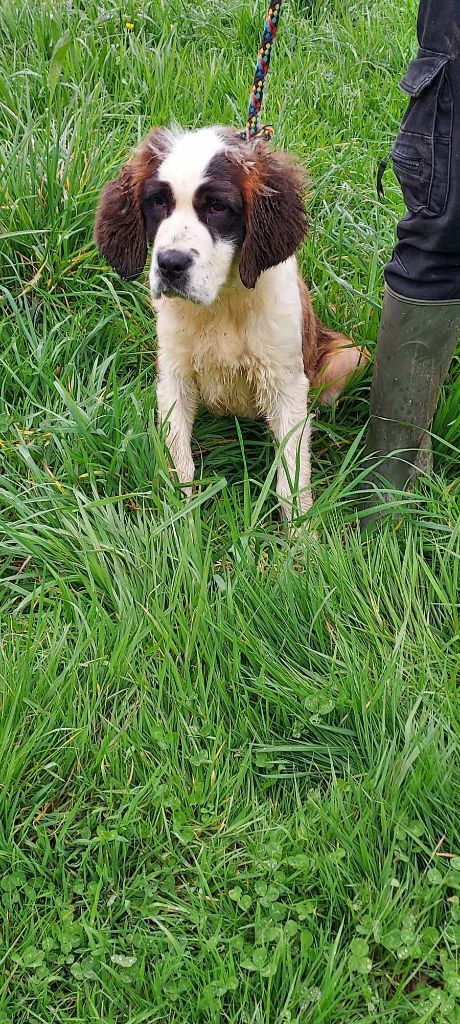 de la Boutinais - Chiots disponibles - Chien du Saint-Bernard