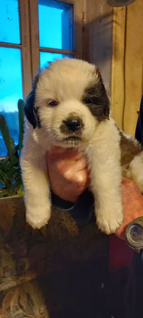 de la Boutinais - Chien du Saint-Bernard - Portée née le 30/10/2023