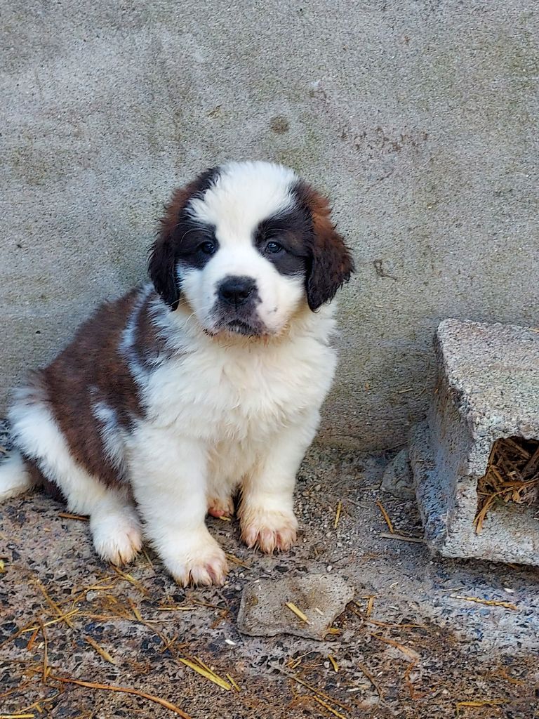 de la Boutinais - Chiots disponibles - Chien du Saint-Bernard